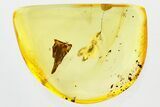 Fossil False Flower Beetle (Scraptiidae) and Flora in Baltic Amber #321759-1